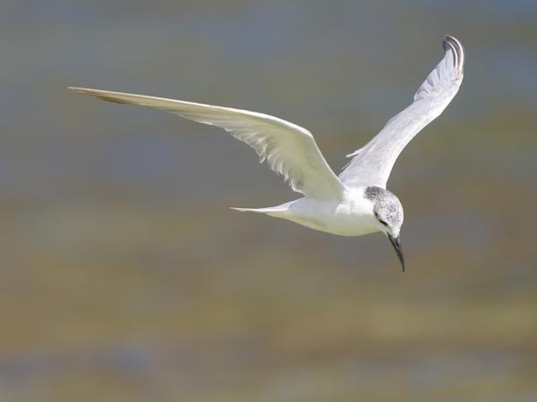 <h3><a href="/trips/oman/biota/animalia/chordata/aves/024 charadriiformes/017 laridae/chlidonias hybrida/chlidonias hybrida-nl.html">Chlidonias&nbsp;hybrida</a> / Whiskered&nbsp;tern / Witwangstern</h3>OM-1 Mark II met OLYMPUS M.150-400mm F4.5, 1/2000 sec  bij F4.5, ISO 640, afstand 14.1&nbsp;m